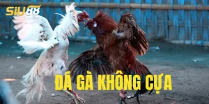 Giới thiệu về đá gà không cựa